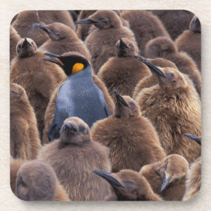 Antarktis, Süd-Georgien-Insel, Königspinguine Getränkeuntersetzer