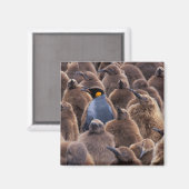 Antarktis, Süd-Georgien-Insel, Königspinguine Magnet (Vorderseite/Rückseite)