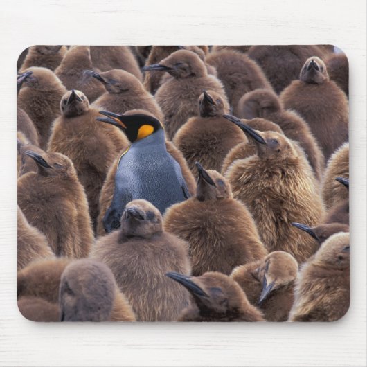 Antarktis, Süd-Georgien-Insel, Königspinguine Mousepad (Vorne)