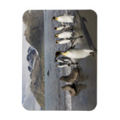 Antarktis, Südgeorgien (UK), Antarktis 2 Magnet (Vertikal)