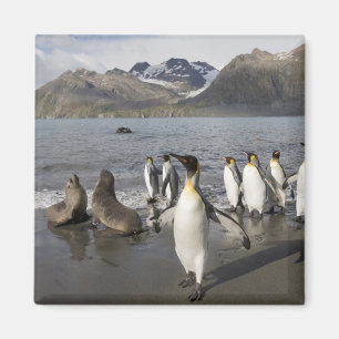 Antarktis, Südgeorgien (UK), Antarktis 2 Magnet