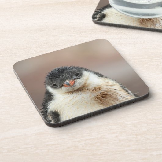 Antarktisch Getränkeuntersetzer (Linke Seite)