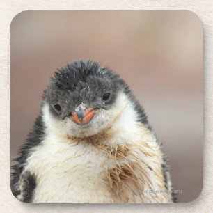 Antarktisch Getränkeuntersetzer