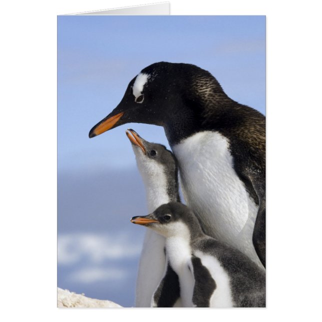 Antarktische Halbinsel, Neko Hafen, Gentoo (Vorne)