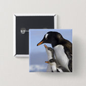 Antarktische Halbinsel, Neko Hafen, Gentoo Button (Vorne & Hinten)