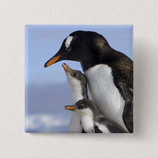 Antarktische Halbinsel, Neko Hafen, Gentoo Button (Vorderseite)