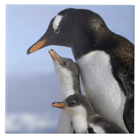 Antarktische Halbinsel, Neko Hafen, Gentoo Fliese (Vorderseite)