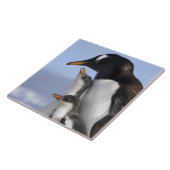 Antarktische Halbinsel, Neko Hafen, Gentoo Fliese (Seite)