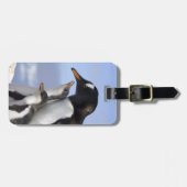 Antarktische Halbinsel, Neko Hafen, Gentoo Gepäckanhänger (Vorderseite horizontal)