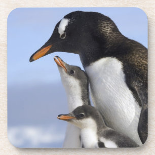 Antarktische Halbinsel, Neko-Hafen, Gentoo Getränkeuntersetzer