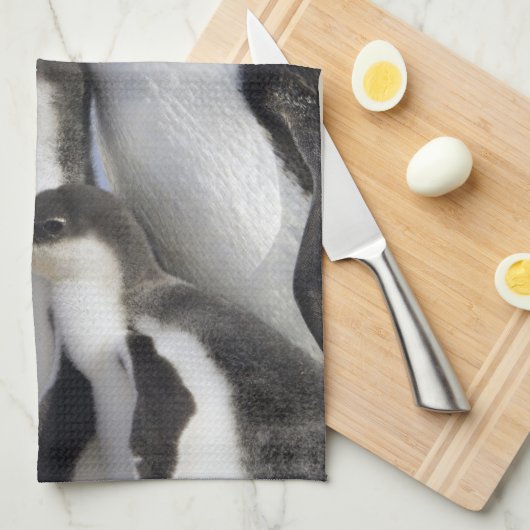 Antarktische Halbinsel, Neko Hafen, Gentoo Handtuch (Viertel Falte)