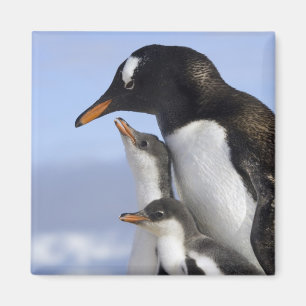 Antarktische Halbinsel, Neko-Hafen, Gentoo Magnet