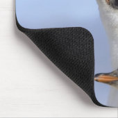 Antarktische Halbinsel, Neko Hafen, Gentoo Mousepad (Ecke)