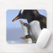 Antarktische Halbinsel, Neko Hafen, Gentoo Mousepad (Mit Mouse)