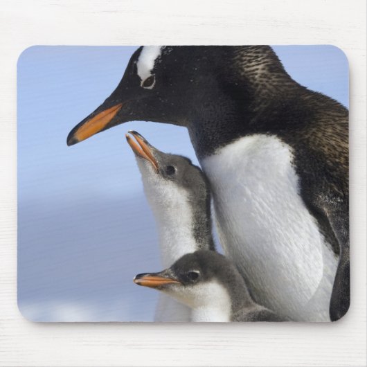 Antarktische Halbinsel, Neko Hafen, Gentoo Mousepad (Vorne)