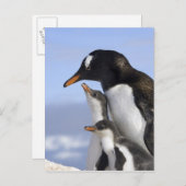 Antarktische Halbinsel, Neko Hafen, Gentoo Postkarte (Vorne/Hinten)