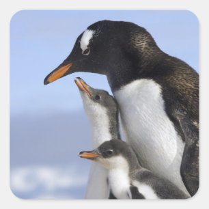 Antarktische Halbinsel, Neko-Hafen, Gentoo Quadratischer Aufkleber