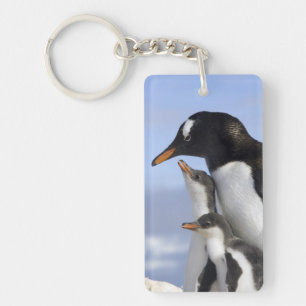 Antarktische Halbinsel, Neko Hafen, Gentoo Schlüsselanhänger