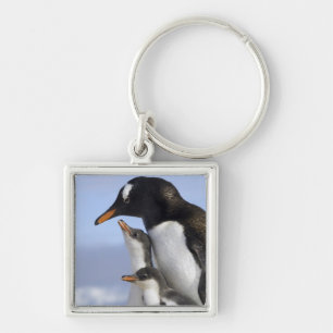 Antarktische Halbinsel, Neko Hafen, Gentoo Schlüsselanhänger