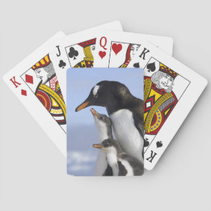 Antarktische Halbinsel, Neko-Hafen, Gentoo Spielkarten
