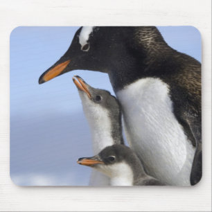 Antarktische Halbinsel, Neko Harbour, Gentoo Mousepad