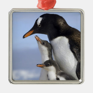 Antarktische Halbinsel, Neko Harbour, Gentoo Ornament Aus Metall