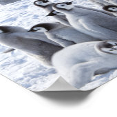 Antarktische Kaiserpinguin-Chicks FotoCollage Poster (Ecke)