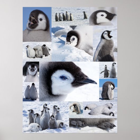 Antarktische Kaiserpinguin-Chicks FotoCollage Poster (Vorne)