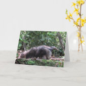 Anteater Greycard Karte (Gelbe Blume)