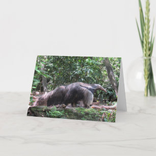 Anteater Greycard Karte