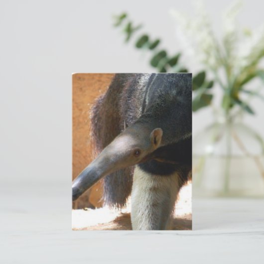Anteater Postkarte (Stehend Vorderseite)