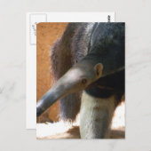 Anteater Postkarte (Vorne/Hinten)