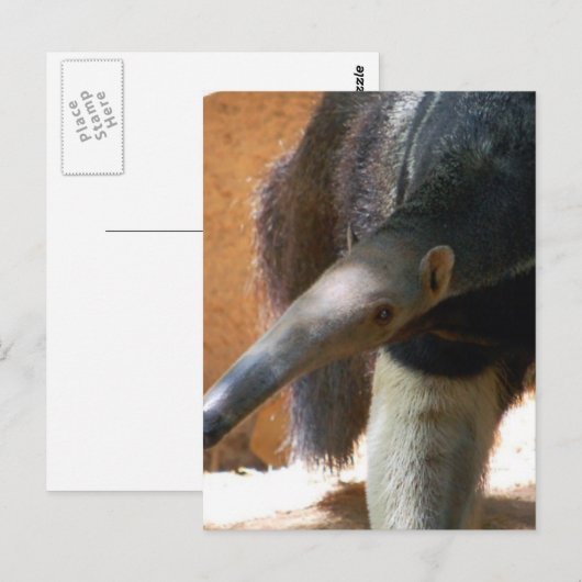 Anteater Postkarte (Vorne/Hinten)