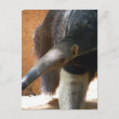 Anteater Postkarte (Vorderseite)