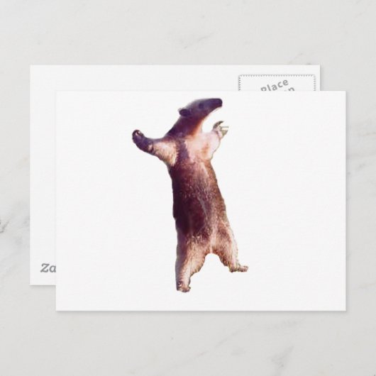 Anteater Postkarte (Vorne/Hinten)