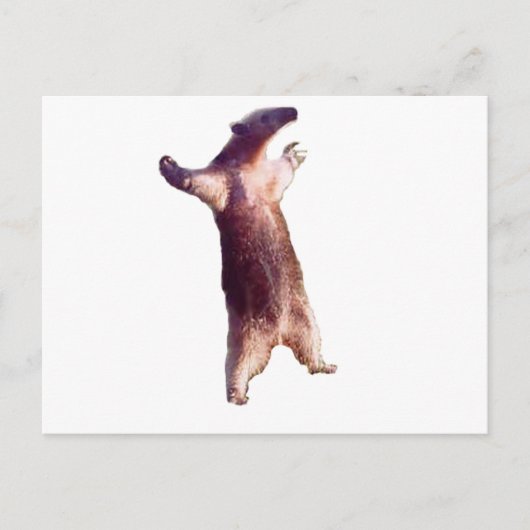 Anteater Postkarte (Vorderseite)