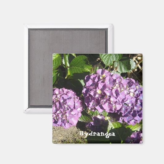 Anteile der Lila Hydrangea Magnet (Vorderseite/Rückseite)