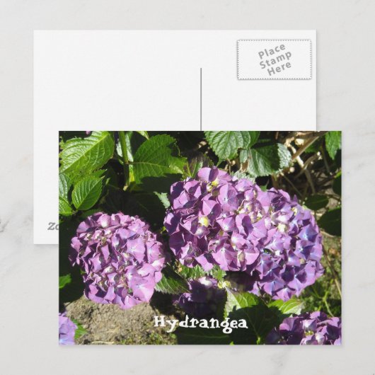 Anteile der Lila Hydrangea Postkarte (Vorne/Hinten)