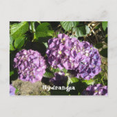 Anteile der Lila Hydrangea Postkarte (Vorderseite)