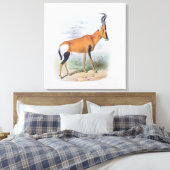 Antelope, aus dem Buch Antelopes, Leinwanddruck (Insitu (Schlafzimmer))
