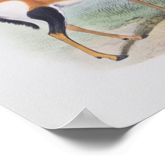 Antelope, aus dem Buch Antelopes, Poster (Ecke)