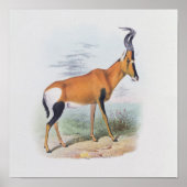 Antelope, aus dem Buch Antelopes, Poster (Vorne)