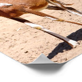 Antelope blesbok poster (Ecke)