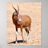 Antelope blesbok poster (Vorne)