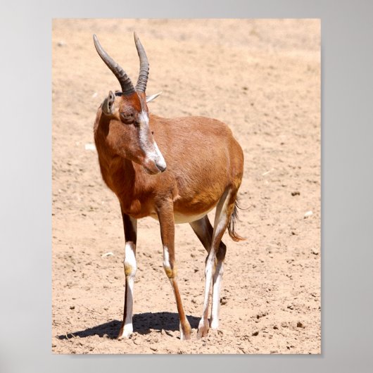 Antelope blesbok poster (Vorne)