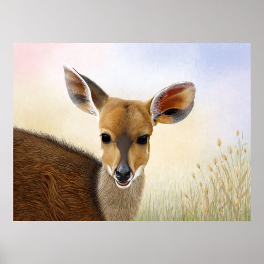 Antelope Bushbuck Young African Deer Zeichnend Poster (Vorne)