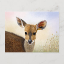 Antelope Bushbuck Young African Deer Zeichnend