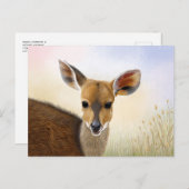 Antelope Bushbuck Young African Deer Zeichnend Postkarte (Vorne/Hinten)