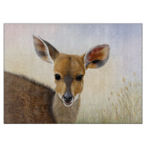Antelope Bushbuck Young African Deer Zeichnend