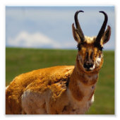 Antelope Fotodruck (Vorne)